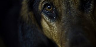 #LOSLAGOS Concejal de Puerto Montt propone encerrar a todos los perros abandonados por Mundial Sub 17