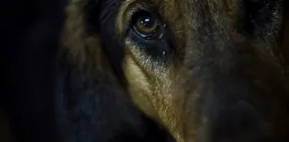 #LOSLAGOS Concejal de Puerto Montt propone encerrar a todos los perros abandonados por Mundial Sub 17