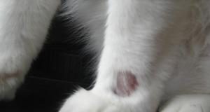 ¿Qué es la alopecia felina?