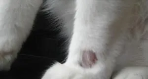 ¿Qué es la alopecia felina?