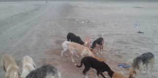 #PUNTOLEGAL ¿Por qué no existe el delito de “hurto de hallazgo de animales” en la normativa chilena ?