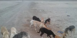 #MIRADANACIONAL Más de 400 candidaturas constituyentes han firmado acuerdo para incluir a los animales en la Nueva Constitución