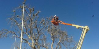 #ANTOFAGASTA Retiraron 58 nidos de patos yeco desde un pimiento del Parque Japonés