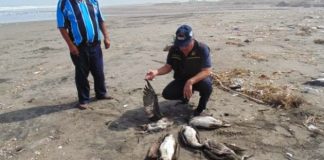 #PUNTOLEGAL Presentaron querella por la muerte de 200 gaviotas “Franklin” en Playa de Tunquén