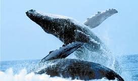 #COSTARICA Harán festival en honor a las ballenas jorobadas