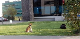 #SANTIAGO Ciudad Animal, la cara animalista de Ciudad Empresarial