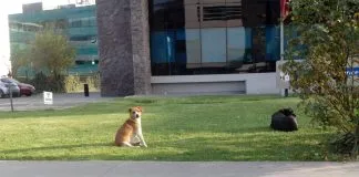 #SANTIAGO Ciudad Animal, la cara animalista de Ciudad Empresarial