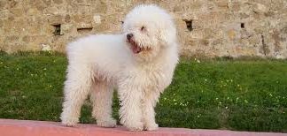 #PERROS Las claves para cuidar a los perros poodles