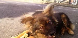 #COQUIMBO Sigue envenenamiento de mascotas en el Valle de Elqui