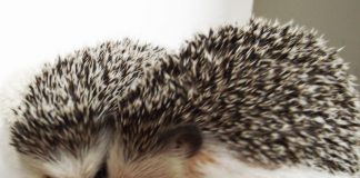 #COMPORTAMIENTOANIMAL ¿Cómo poder relacionarse asertivamente con un erizo?