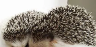 #COMPORTAMIENTOANIMAL ¿Cómo poder relacionarse asertivamente con un erizo?