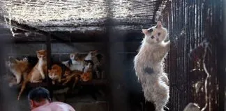 #CHINA La historia de Huru, el gato que se salvó de la muerte en el Festival de Yulin
