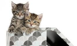 ¿Qué ocurre con los gatos durante el mes de Agosto?