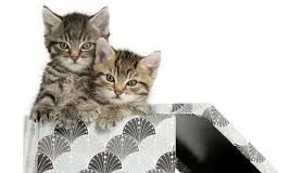 ¿Qué ocurre con los gatos durante el mes de Agosto?