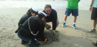 #COQUIMBO Rescatan a tortuga marina varada en La Herradura