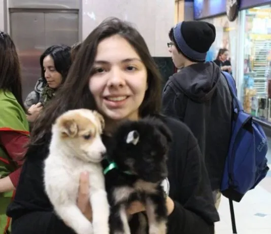Jornada de adopción busca encontrar hogar para perros rescatados en Valparaíso