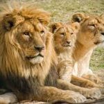 leones africa