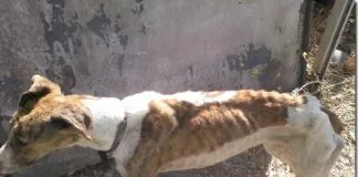 ¿Cómo denunciar un caso de maltrato animal en Chile?