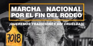Invitan a alzar la voz en contra del rodeo en una nueva marcha de #Septiembresincrueldad