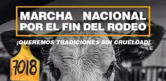 Invitan a alzar la voz en contra del rodeo en una nueva marcha de #Septiembresincrueldad
