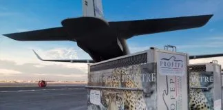 #MEXICO 12 animales decomisados viajaron hoy a Estados Unidos rumbo a un Santuario de la Naturaleza
