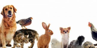 Famosos se suman a la campaña #Nosonmuebles que busca promover el derecho de los animales