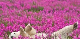 #CANADA Captan a osos polares en medio de un paraje de flores esperando la llegada de la nieve