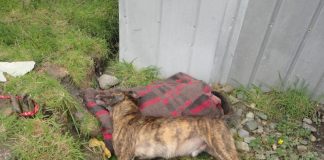 #LOSLAGOS Agrupación denuncia la matanza de 50 canes en Chaitén