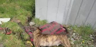 #LOSLAGOS Agrupación denuncia la matanza de 50 canes en Chaitén