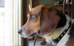 ¿Qué es la ansiedad por separación en los perros?