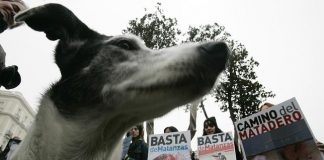 #PORTUGAL Prohiben tener mascotas por 5 años a quienes maltraten animales
