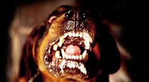 Las claves para comprender la enfermedad de la rabia en los animales