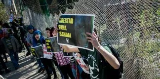 #SANTIAGO Activistas realizaron funa en el Buin Zoo por la libertad de un orangután