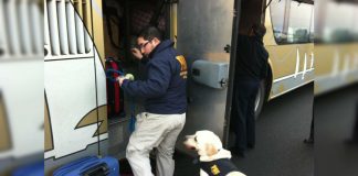 #LAARAUCANIA Confuso caso de control antidrogas involucra a perro de la PDI