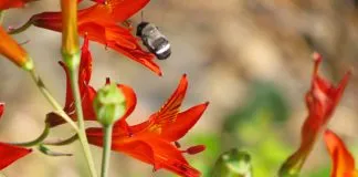 #MAULE Inauguran muestra fotográfica sobre las Abejas Nativas de la región