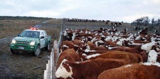 #LOSLAGOS Carabineros asegura que denuncias por abigeato cayó 60% en la Provincia de Llanquihue