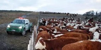#LOSLAGOS Carabineros asegura que denuncias por abigeato cayó 60% en la Provincia de Llanquihue