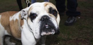 #COQUIMBO Con éxito se realizó Akui con tu mascota en La Serena