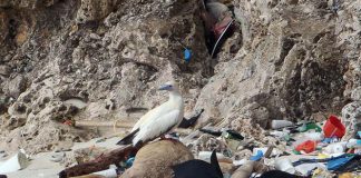 Estudio afirma que el 99% de las aves marinas habrá ingerido plásticos en 2050