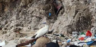 #VALPARAISO Encuentran más de 200 gaviotas «Franklin» muertas en playa de Tunquén