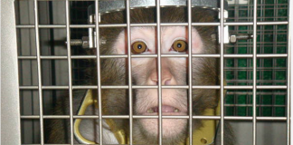 #BRASIL Prohíben el uso de animales para pruebas de laboratorio