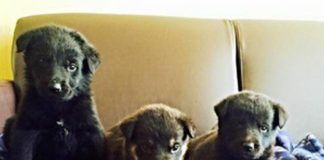 #ATACAMA Cachorros que fueron abandonados en un auto buscan urgentemente un hogar