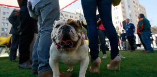 Colegio Médico Veterinario cuestiona omisiones de campaña “Cuidado con el Perro”