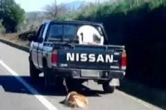 #MAULE Conductor que arrastró a perro amarrado a camioneta negó maltrato animal