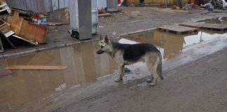 ¿Cómo actuar con nuestros animales frente a emergencias o desastres naturales?