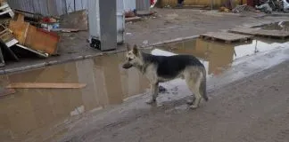¿Cómo actuar con nuestros animales frente a emergencias o desastres naturales?
