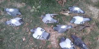#SANTIAGO Denuncian envenenamiento de aves en plaza de Nuñoa