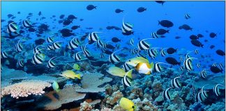 ¿Cómo repercute un tsunami en la fauna marina?