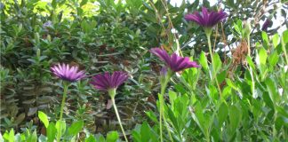 Estudio identifica 743 especies de plantas exóticas en Chile