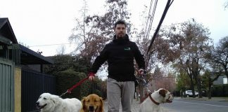 La importancia de pasear a nuestros perros